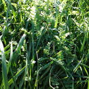 Organic SOS Grass Seed Mix additional 1