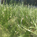 Heathland, Acidic and Peat Soils Grass Seed Mixture additional 2