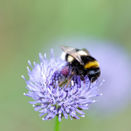 Bumblebee Delight (Acid Soils) additional 10