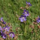 Calcareous Wildflower Seed Mixture additional 15