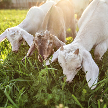 Goat Field Grass Mixture