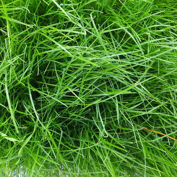 Meadow Fescue Long Term Grass Seed Mix