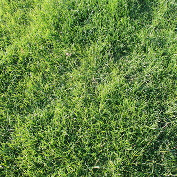Organic Long Term Grass Seed Mix