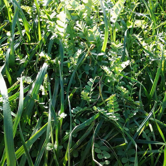 Organic SOS Grass Seed Mix