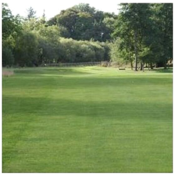 Golf Shade & Drought Grass Seed Mix