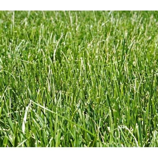 Heritage Hay Meadow Grass Only Seed Mixture