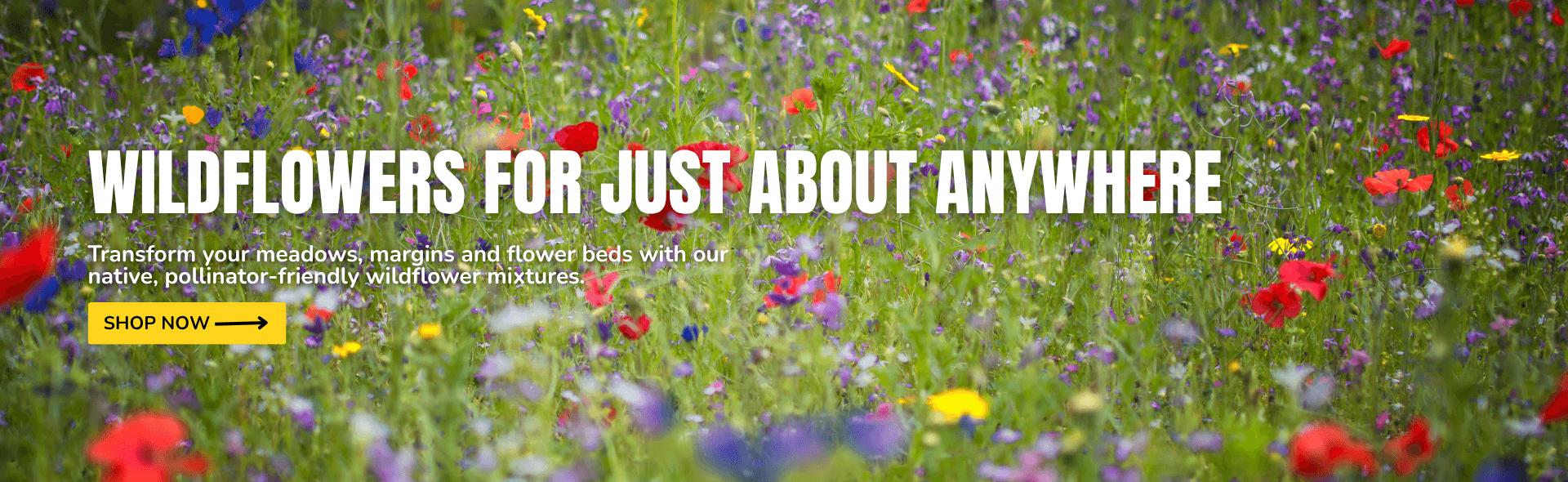 Wildflowers