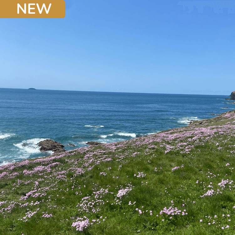 Cornish Coastal Wildflower Mix from £15.31
