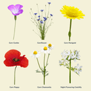 Cornfield Annual Wildflower Seed Mix additional 3