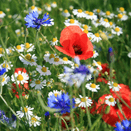 Cornfield Annual Wildflower Seed Mix additional 1