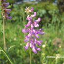 Water Margins Wildflower Mixture additional 12