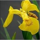 Water Margins Wildflower Mixture additional 9