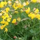 Water Margins Wildflower Mixture additional 14