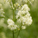 Water Margins Wildflower Mixture additional 16