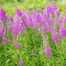 Water Margins Wildflower Mixture additional 17