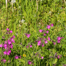 Water Margins Wildflower Mixture additional 1