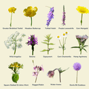 Water Margins Wildflower Mixture additional 4