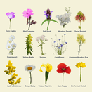 Water Margins Wildflower Mixture additional 3