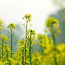 SAM2 / CSAM2 Blackgrass Terminator Cover Crop Seed Mix additional 1