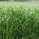 SAM2 Eco Mixture additional 2