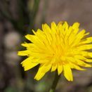 Bee Hive Mixture (Neutral Soils) additional 9