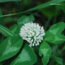 Bee Hive Mixture (Neutral Soils) additional 11