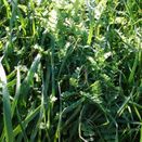 Organic SOS additional 1