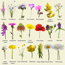 Value Wildflower Seed Mixture additional 3