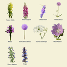 Queen Bee Mix (Neutral Soils) additional 4