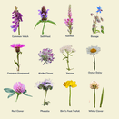 Queen Bee Mix (Neutral Soils) additional 3