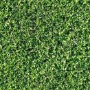 Shade Grass Seed Mix additional 3