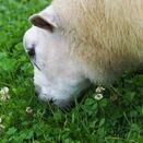 Beef &amp; Sheep Graze additional 1