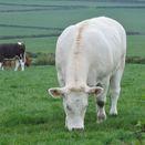 Beef &amp; Sheep Graze additional 3