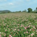 Drought Resilient Silage Protein + additional 3