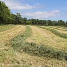 Drought Resilient Silage Protein + additional 1