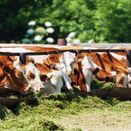 Drought Resilient Silage additional 1