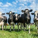 Drought Resilient Dual Purpose additional 1