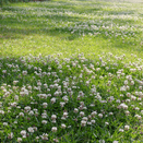 Drought Resilient Dual Purpose with White Clover additional 1
