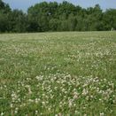 Drought Resilient Dual Purpose with White Clover additional 3
