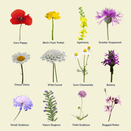 Standard Wildflower Seed Mixture additional 4