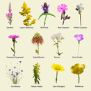 Standard Wildflower Seed Mixture additional 3