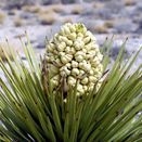 Yucca Wetting Agent additional 1