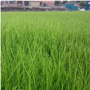 Caravan Park Premium Grass Mixture additional 2