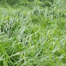 Italian Ryegrass Blend Grass Seed Mixture additional 3