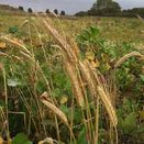 12 Bore Seed Mix additional 1