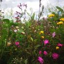 Organic AHL1 CAHL1 Pollen &amp; Nectar Flower additional 1