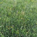 Organic Multi-Species Ley (SAM3 / CSAM3 / OP4) Seed Mix additional 2