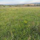 Organic Multi-Species Ley (SAM3 / CSAM3 / OP4) Seed Mix additional 1
