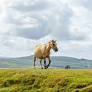Moorland Habitats Mix additional 1