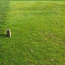 Ultimate Tees Grass Seed Mix additional 2